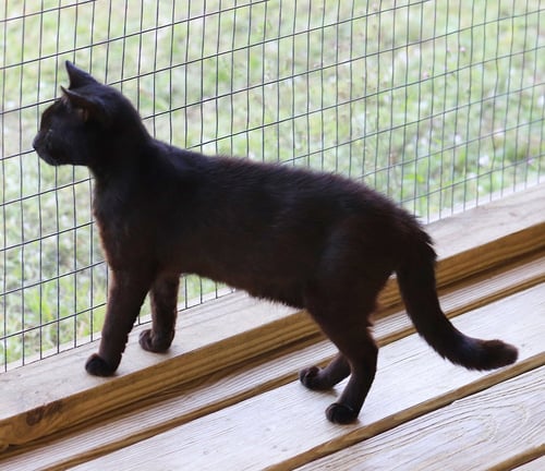 DARTH - Domestic Short Hair available for adoption