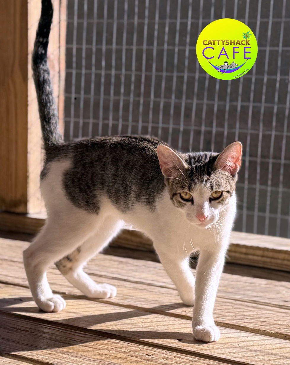 PEANUT - CSC - Domestic Short Hair available for adoption