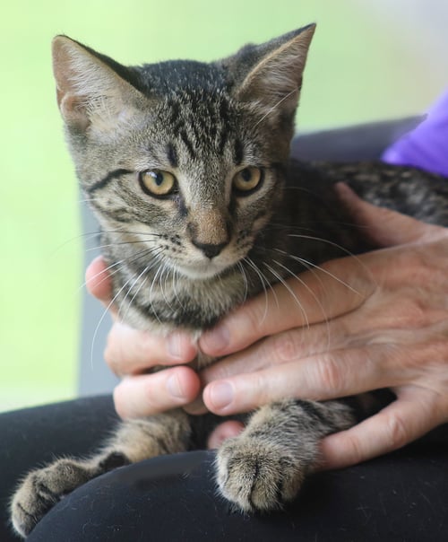EUNICE - Domestic Short Hair available for adoption