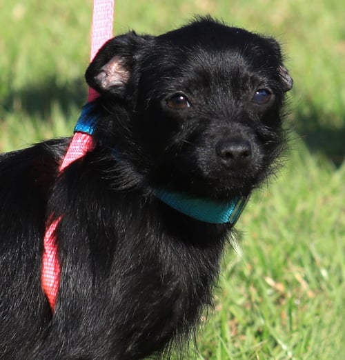 BINGO (HWT MEDICAL HOLD) - Chihuahua available for adoption