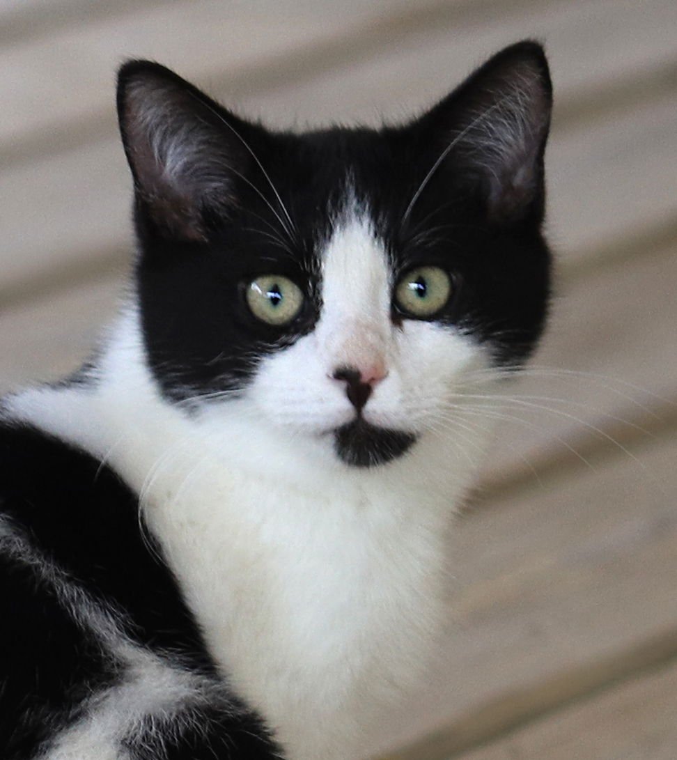 PANDA - Domestic Short Hair available for adoption