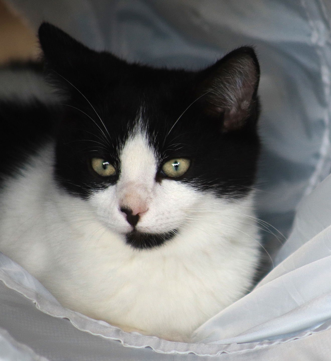 PANDA - Domestic Short Hair available for adoption