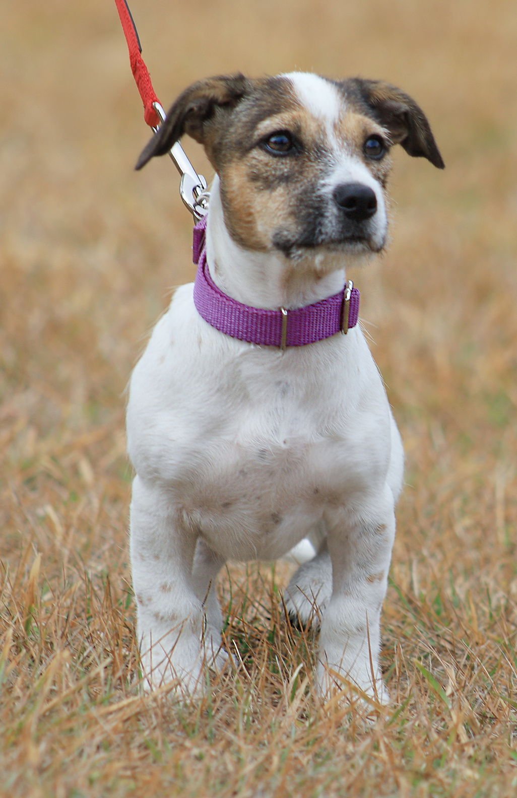 SKITTLES - Hound available for adoption