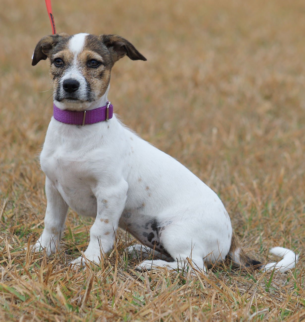 SKITTLES - Hound available for adoption