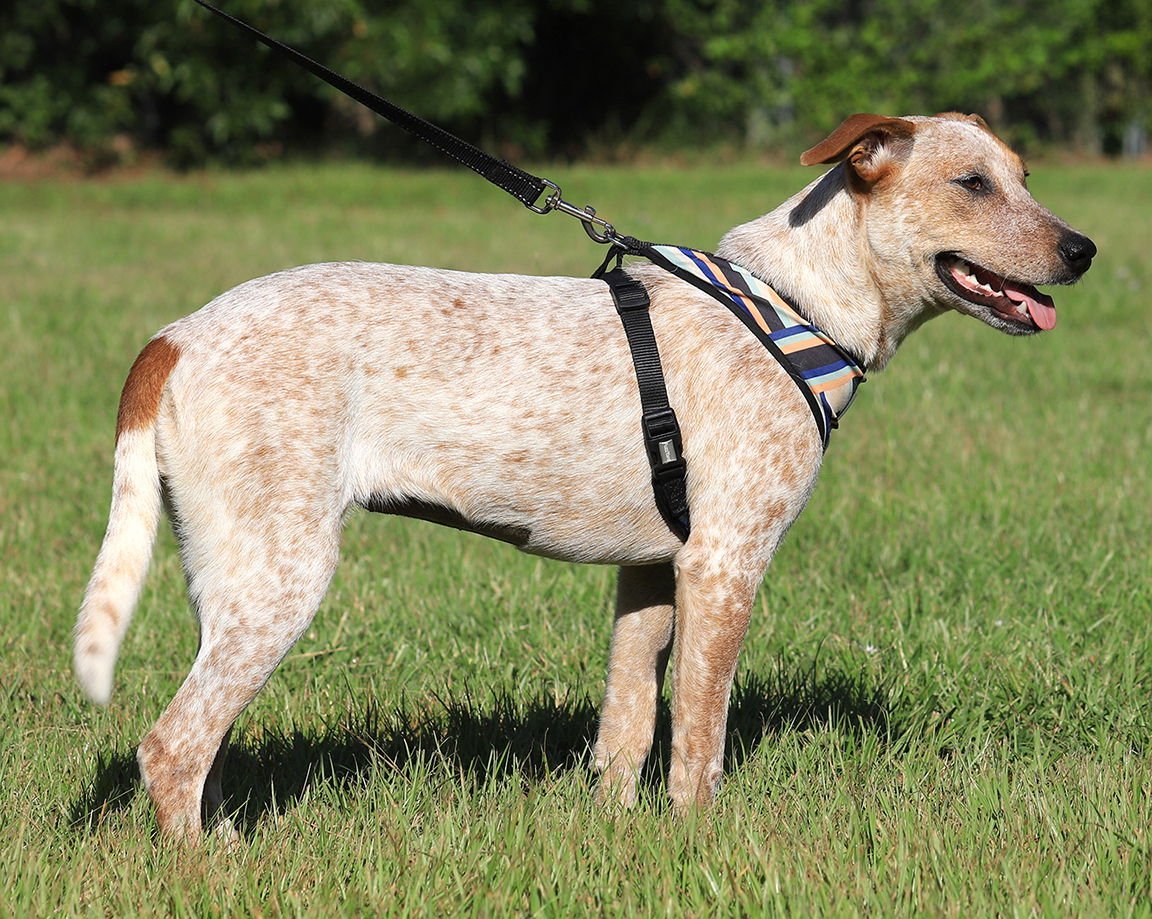 SIENNA - Australian Cattle Dog/Blue Heeler available for adoption