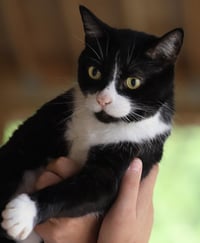 Milo - Photo 1