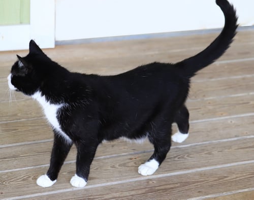 MILO - Domestic Short Hair available for adoption