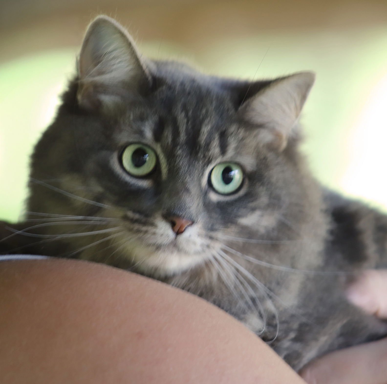 VALENTINA - Domestic Long Hair available for adoption