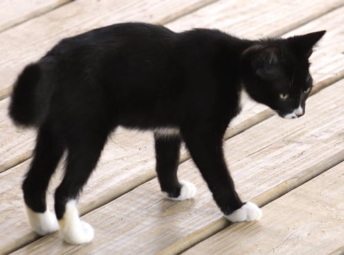 MARIE - Domestic Medium Hair available for adoption