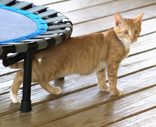 CHIEF - Domestic Short Hair available for adoption