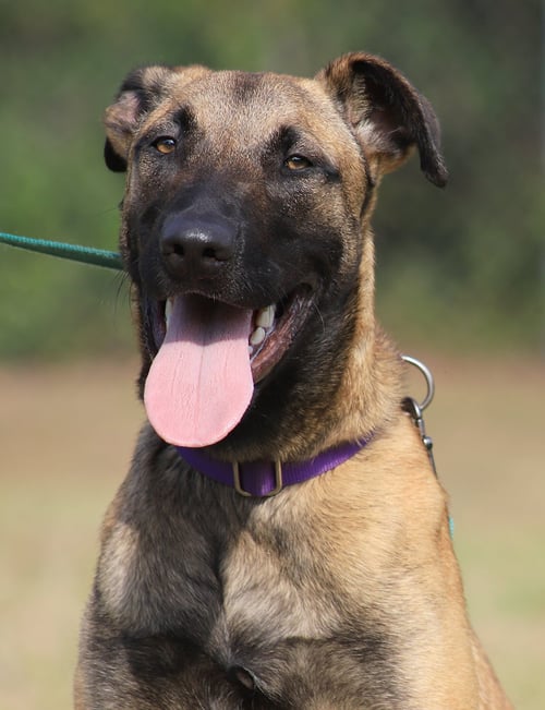 KIRA - German Shepherd Dog available for adoption