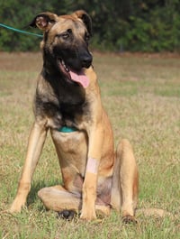 Kira - Photo 3