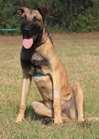 Kira - Photo 2
