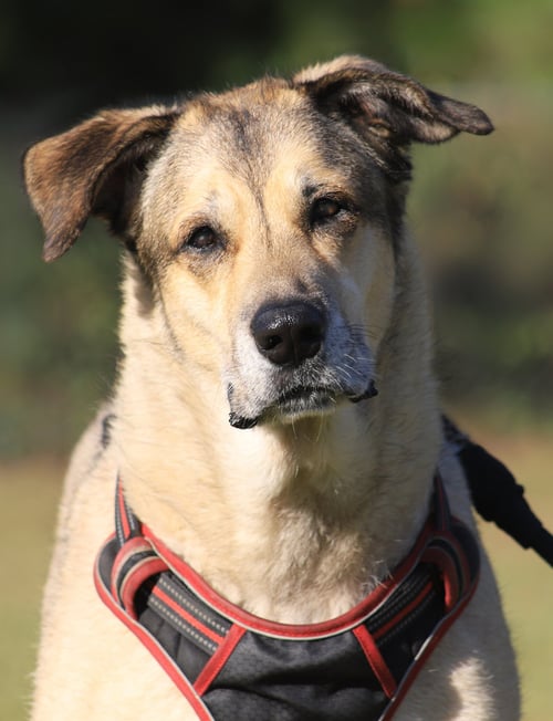 TESSA - Shepherd available for adoption