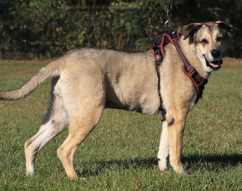 TESSA - Shepherd available for adoption