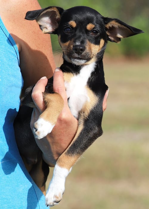 TIGER - Chihuahua available for adoption