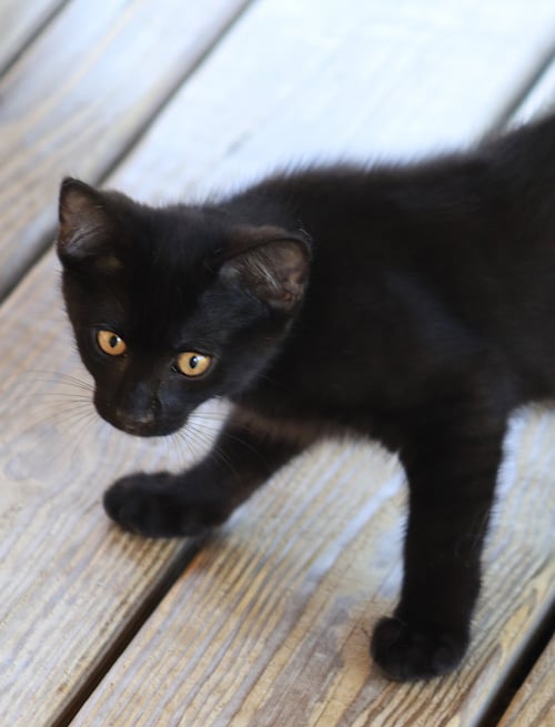 BOB - Domestic Short Hair available for adoption