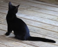 Bob - Photo 3
