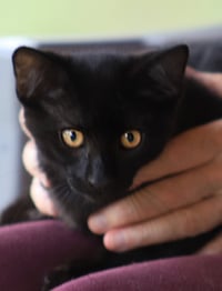 Bob - Photo 4