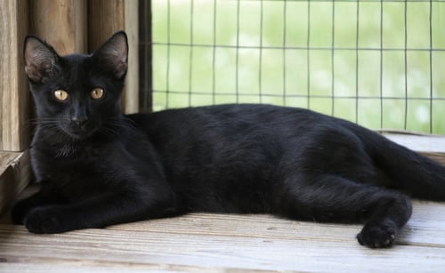 BOB - Domestic Short Hair available for adoption
