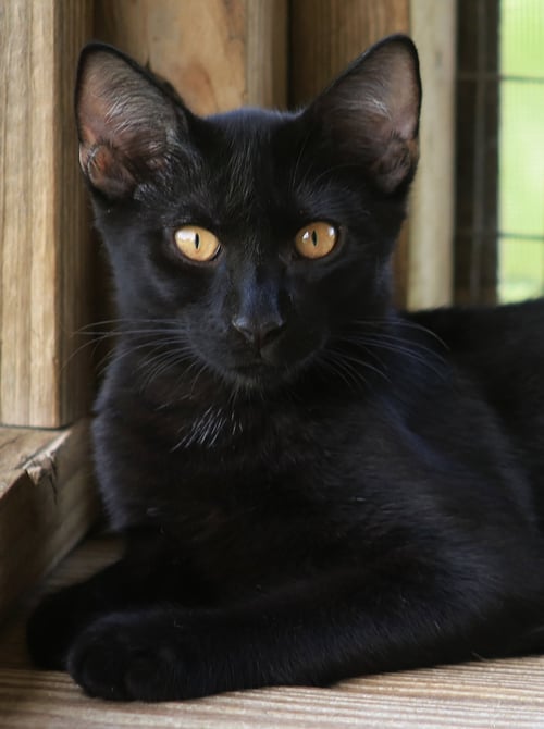 BOB - Domestic Short Hair available for adoption