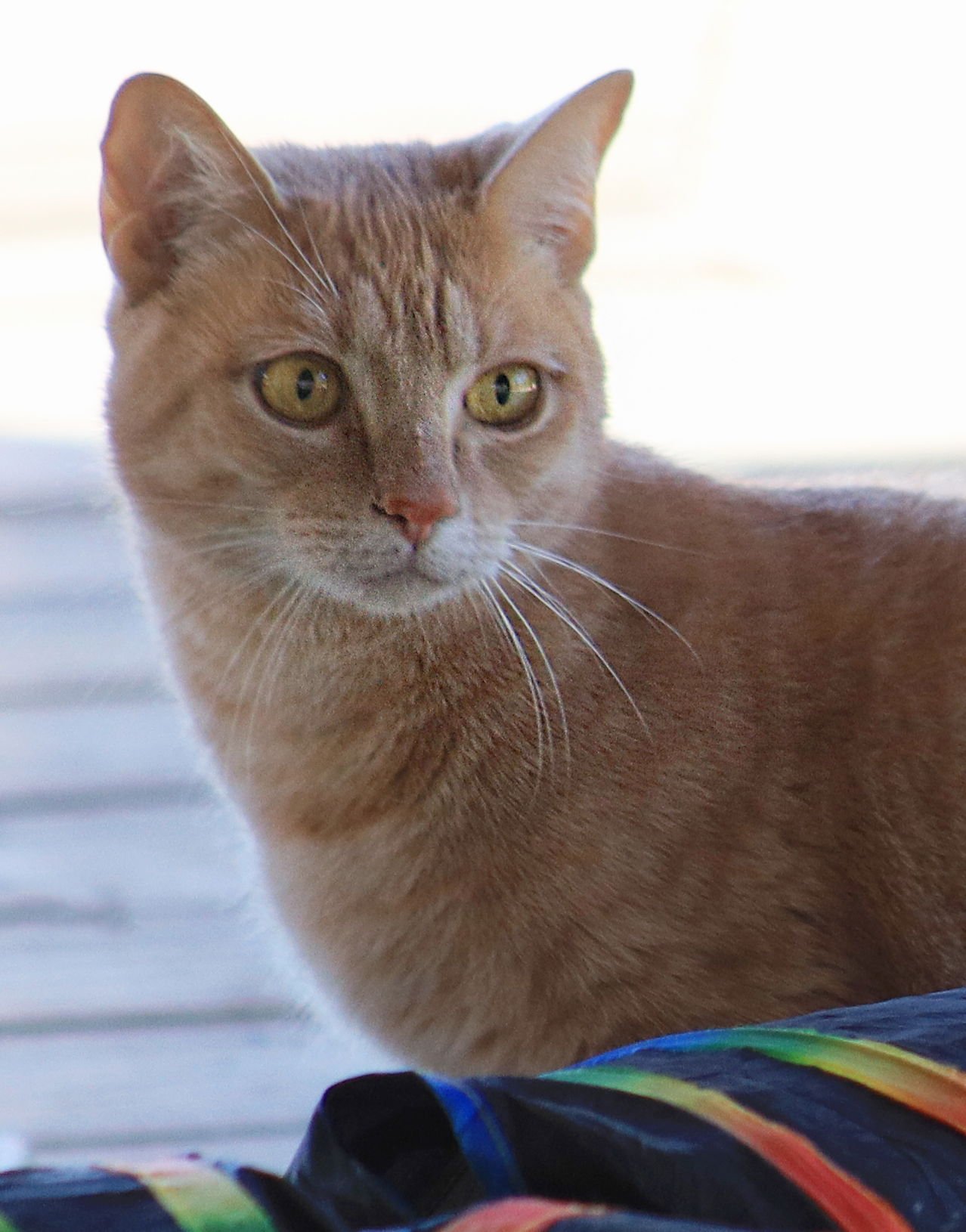 IAN - CSC - Domestic Short Hair available for adoption