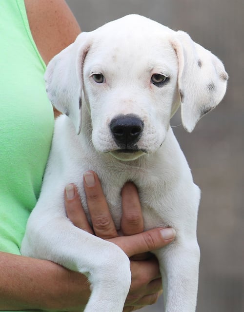 WASHINGTON - American Staffordshire Terrier available for adoption