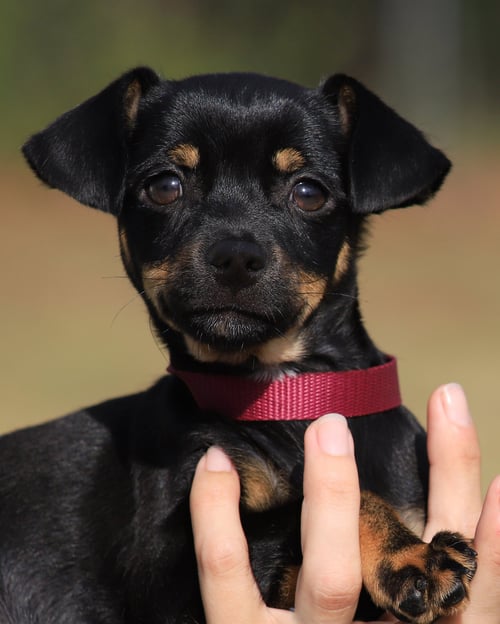 AIDAN - Chihuahua available for adoption
