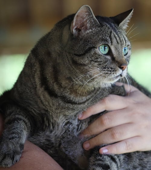 CLEO - Domestic Short Hair available for adoption