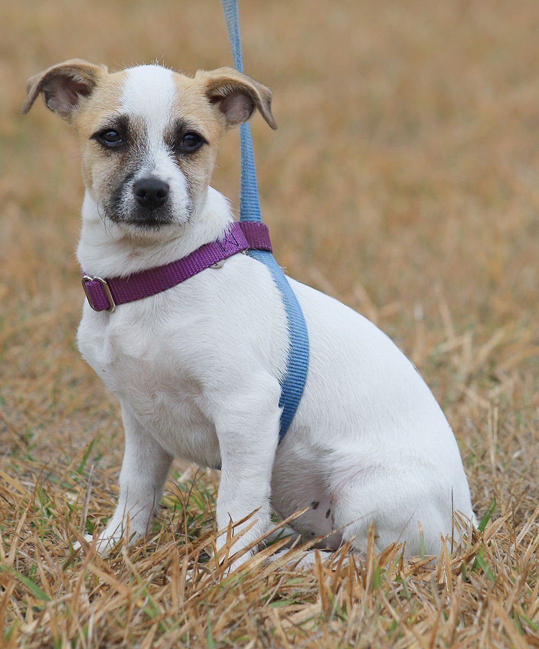 JELLY BEAN - Hound available for adoption