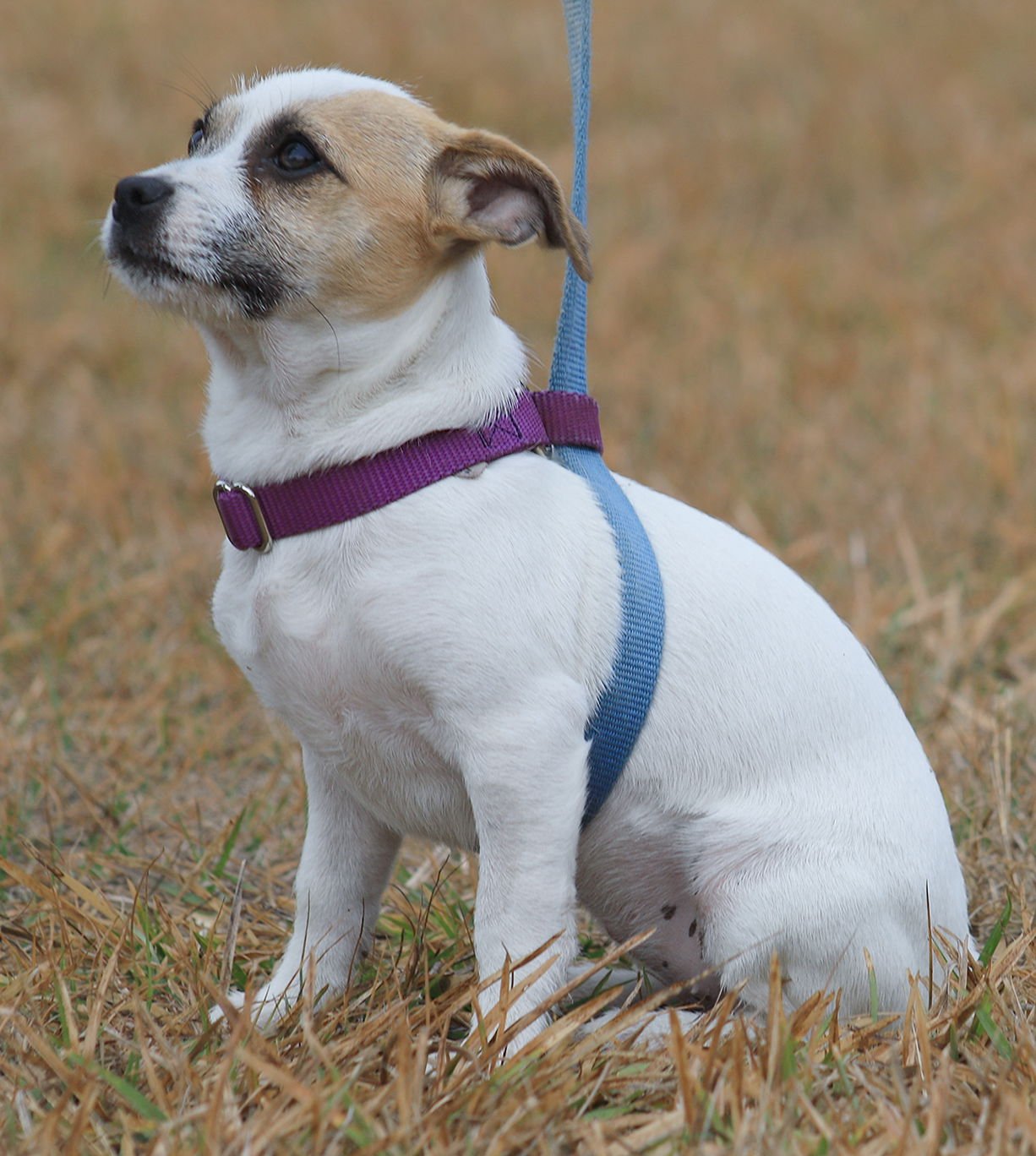 JELLY BEAN - Hound available for adoption