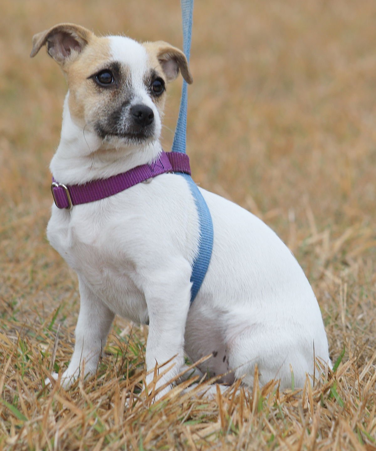 Jelly Bean - Photo 3