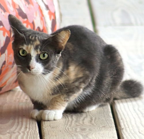 MARMALADE - Domestic Short Hair available for adoption