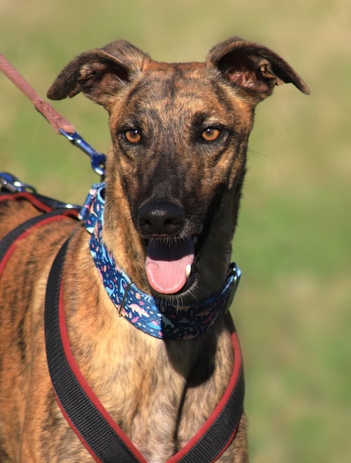 REX - Greyhound available for adoption