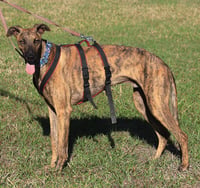Rex - Photo 2