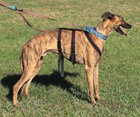 Rex - Photo 3