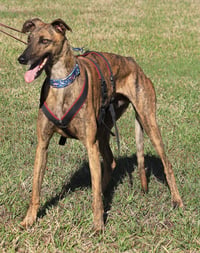 Rex - Photo 4