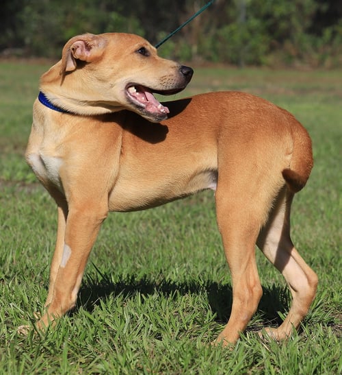 JARETH - Labrador Retriever / Black Mouth Cur available for adoption