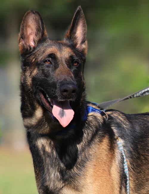 ROCKY - German Shepherd Dog / Belgian Shepherd Malinois available for adoption