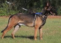 Rocky - Photo 3