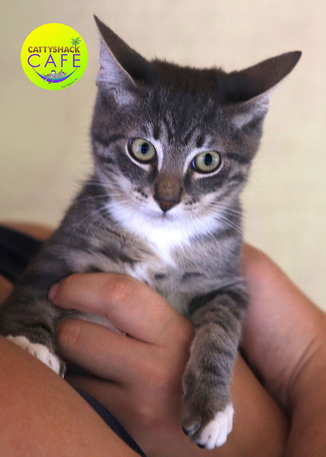 TIK - CSC - Domestic Short Hair available for adoption