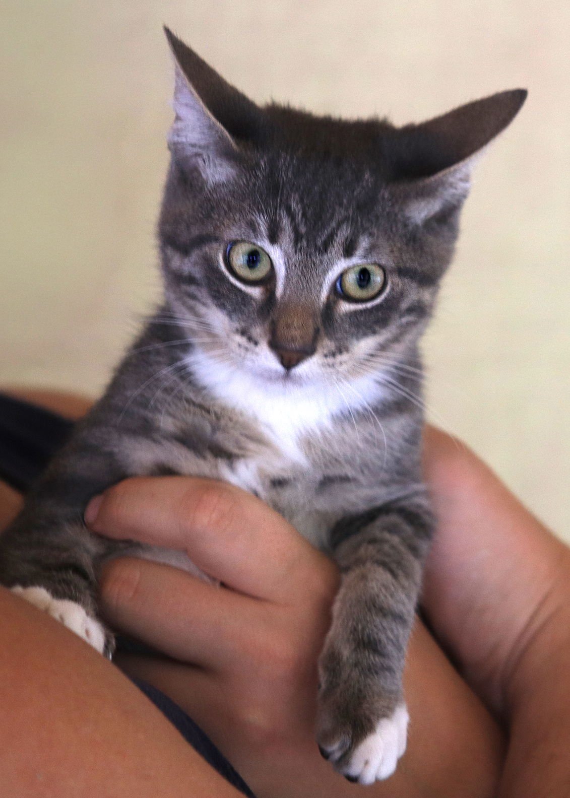 TIK - CSC - Domestic Short Hair available for adoption