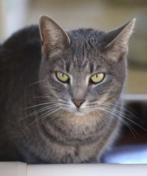 SUMMER - Domestic Short Hair available for adoption