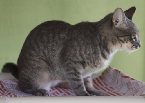 SUMMER - Domestic Short Hair available for adoption