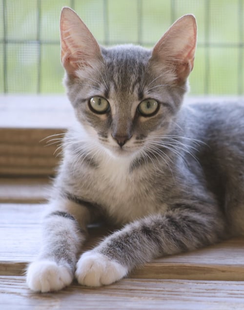 ROSE - Domestic Short Hair available for adoption