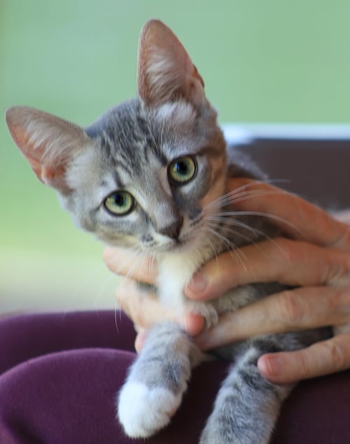 ROSE - Domestic Short Hair available for adoption