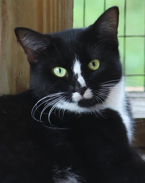 ALMA - Domestic Short Hair available for adoption
