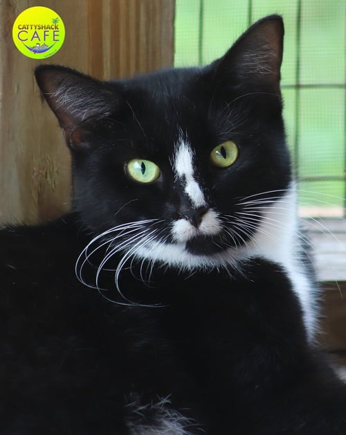 ALMA - Domestic Short Hair available for adoption