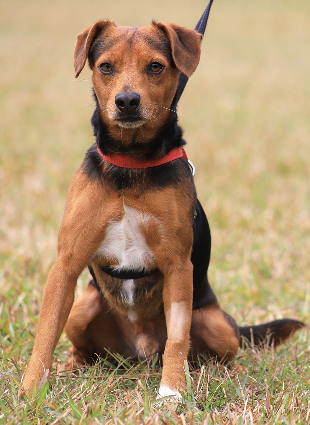 BERT  - HOLD HWT - Hound for adoption in Fort Myers