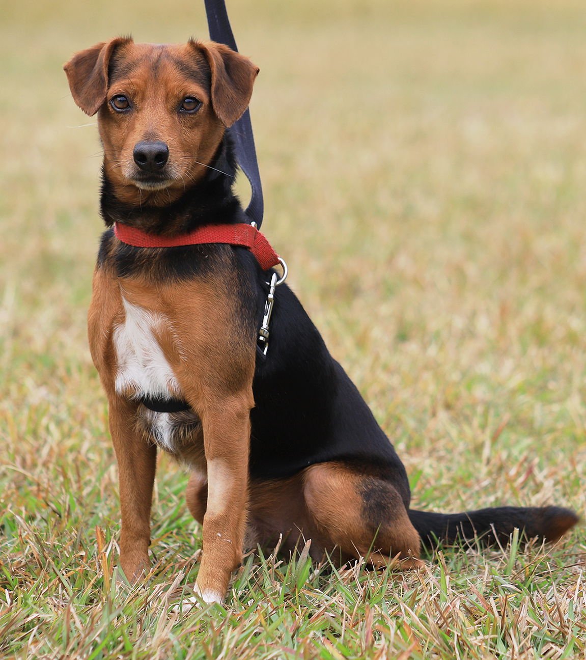 Bert  - Hold HWT - Photo 2